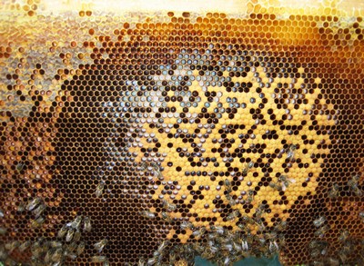 Соты с медом разной степени зрелости