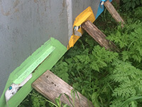 Пчелиный апидомик