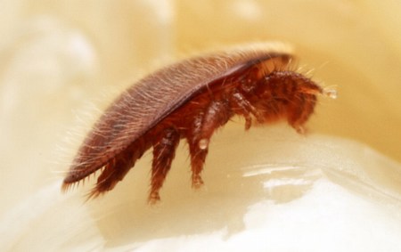 Клещ варроа паразитирует на пчёлах