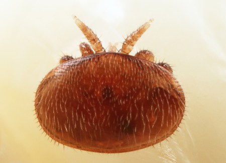 Клещи варроа на пчёлах