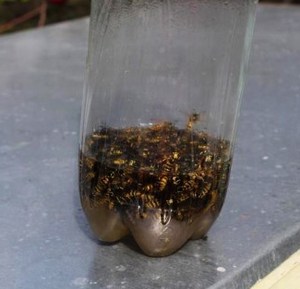 ловушка для ос