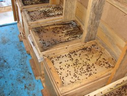 Улья кочевой пасеки