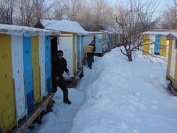 Кочевая пасека пчелосемей зимой