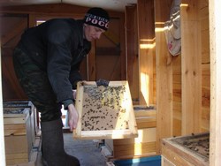 Павильонное содержание пчелосемей