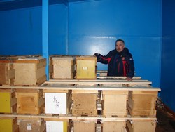 Павильонное содержание пчелосемей