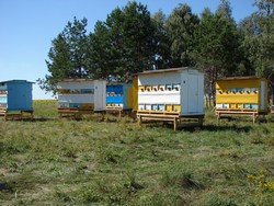 Домики кочевой пасеки