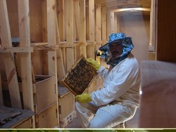 Осмотр пчелиной рамки