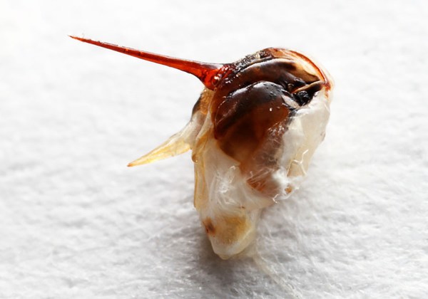 Пчелиное жало