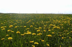 Медоносные поля в Сарапульском районе