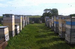 Улья на пасеке летом. Пасека Антроповых