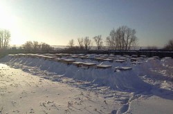 Зимовка пчел