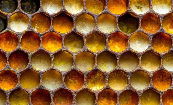 Перга в пчелиных сотах