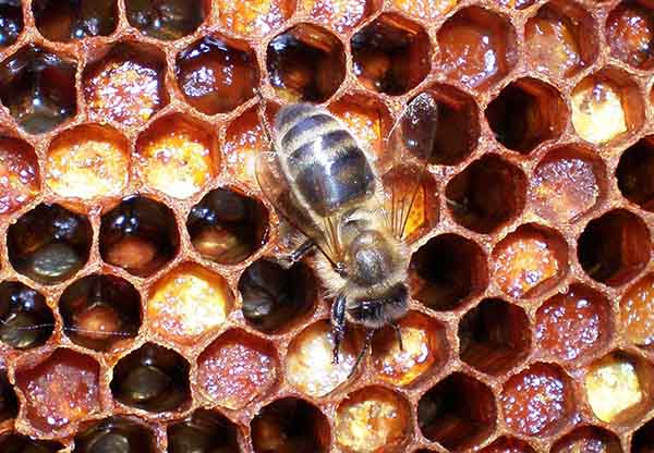 Пчелка на сотах с пергой
