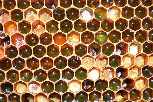 Рамка с пчелиной пергой и мёдом