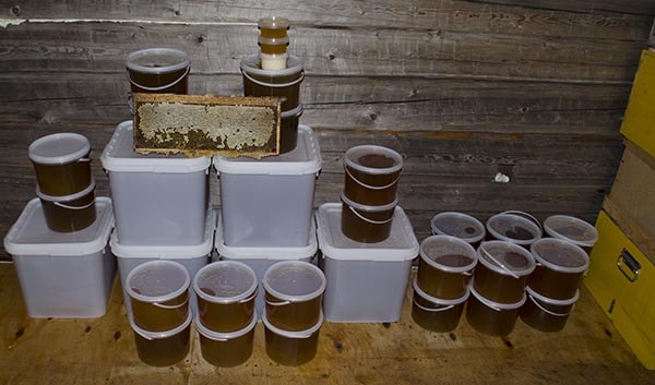 Мед готов для пыльцевого анализа