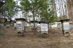 Глазов. Фрагмент пасеки Толкачева Ю.Н.