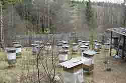 Глазов. Толкачев Ю.Н. Фрагмент пасеки в лесу