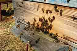 Глазов. Толкачев Ю.Н. Пасека. Весна. Пчелы несут обножку (пыльцу)