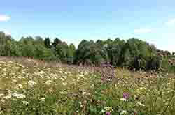 Глазов. Толкачев Ю.Н. Медонос - луговой василек около пасеки