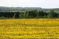 Глазов. Толкачев Ю.Н. Одуванчиковое поле около пасеки