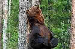 Медведь недалеко от пасеки