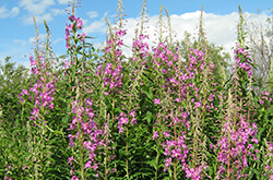 Глазов. Медонос кипрей (иван-чай) недалеко от пасеки