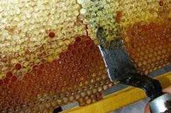 Распечатка медового сота для откачки