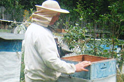 Толкачев Ю.Н. Глазов. Фрагменты пасеки