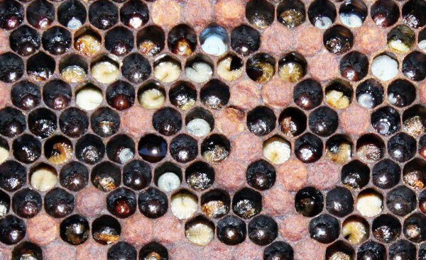 Европейский гнилец пчёл