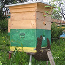 время роения пчёл