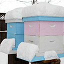 Календарь пчеловода. Ноябрь