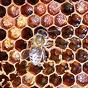 Обилие нектара