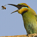 Генотипирование пород пчел