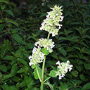 Способы гашения роения пчёл