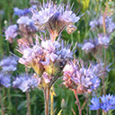 Щедрость русского луга