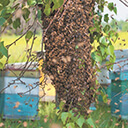 Признак роения на пасеке