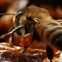 Липовый мед