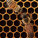 Искусственный вывод маток