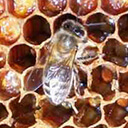 Обилие нектара