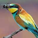 Хищник против медоносной пчелы