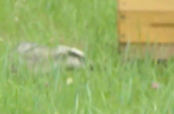 барсук на пасеке