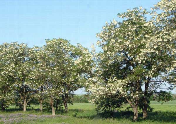 Медоносы деревья, белая акация летом