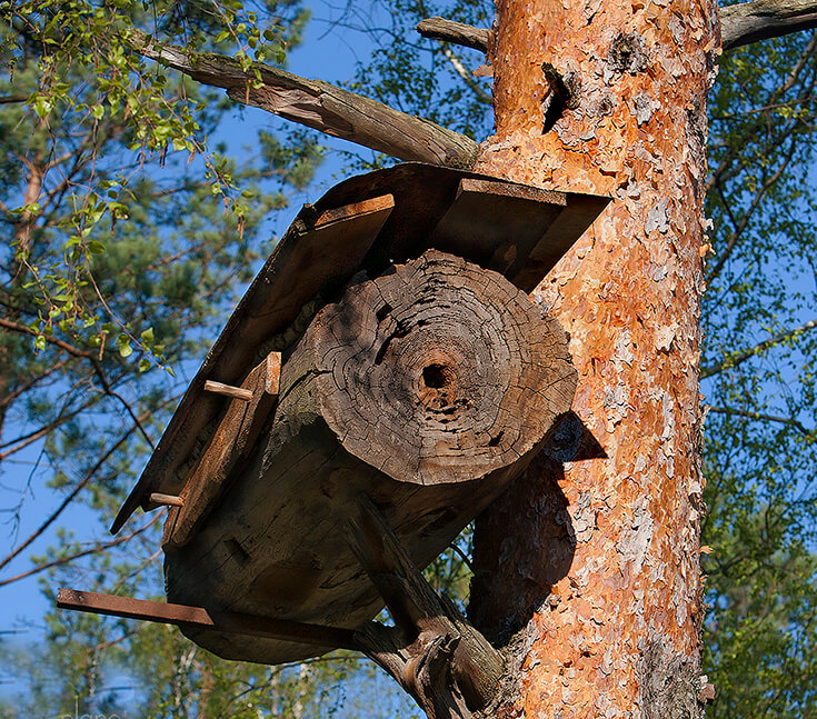 борты для пчёл