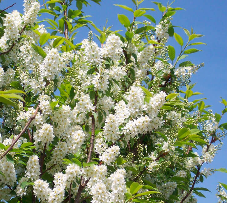 Черемуха весной