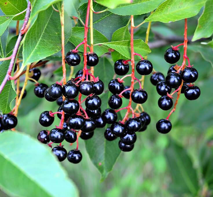 Черемуха летом