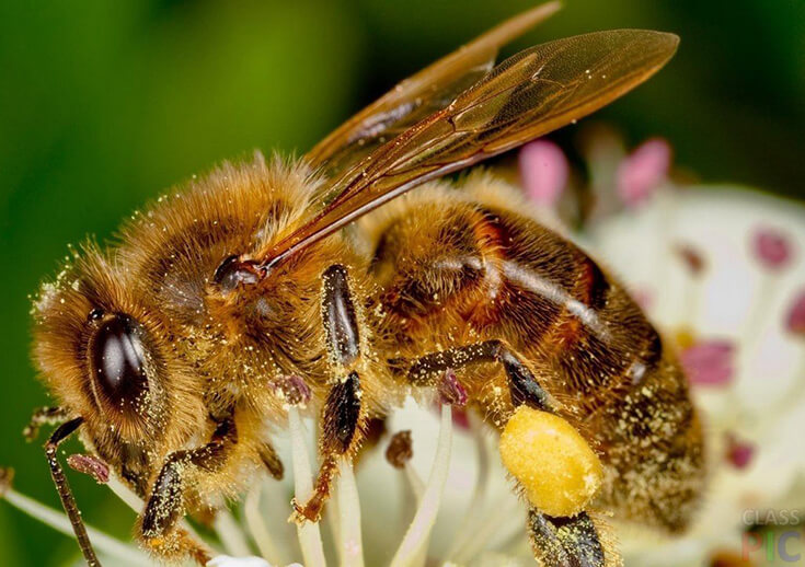 Пчела на цветах