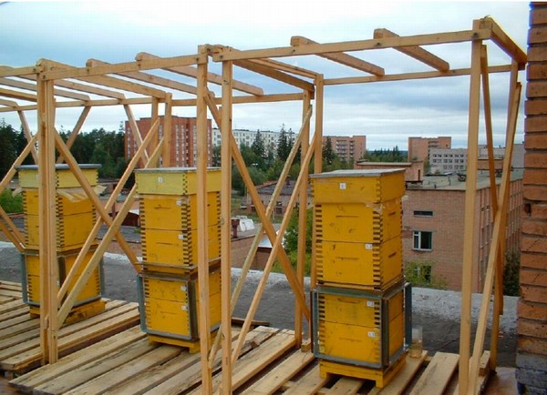 Экспериментальная пасека