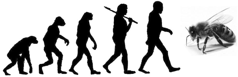 эволюция и пчела