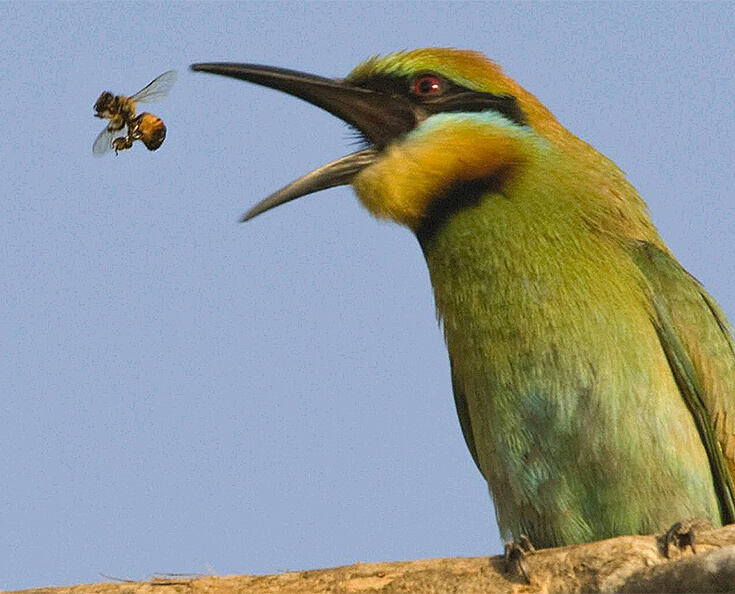 Генотипирование пород пчел цепной реакцией