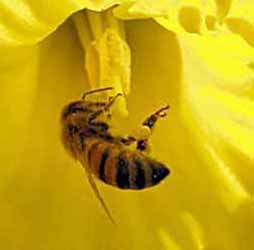 Пчела на цветке